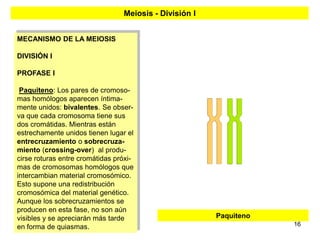 Meiosis - División I


MECANISMO DE LA MEIOSIS

DIVISIÓN I

PROFASE I

 Paquiteno: Los pares de cromoso-
mas homólogos aparecen íntima-
mente unidos: bivalentes. Se obser-
va que cada cromosoma tiene sus
dos cromátidas. Mientras están
estrechamente unidos tienen lugar el
entrecruzamiento o sobrecruza-
miento (crossing-over) al produ-
cirse roturas entre cromátidas próxi-
mas de cromosomas homólogos que
intercambian material cromosómico.
Esto supone una redistribución
cromosómica del material genético.
Aunque los sobrecruzamientos se
producen en esta fase, no son aún
visibles y se apreciarán más tarde                      Paquiteno
en forma de quiasmas.                                               16
 