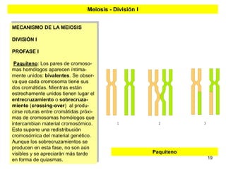 Meiosis - División I


MECANISMO DE LA MEIOSIS

DIVISIÓN I

PROFASE I

 Paquiteno: Los pares de cromoso-
mas homólogos aparecen íntima-
mente unidos: bivalentes. Se obser-
va que cada cromosoma tiene sus
dos cromátidas. Mientras están
estrechamente unidos tienen lugar el
entrecruzamiento o sobrecruza-
miento (crossing-over) al produ-
cirse roturas entre cromátidas próxi-
mas de cromosomas homólogos que
intercambian material cromosómico.
Esto supone una redistribución
cromosómica del material genético.
Aunque los sobrecruzamientos se
producen en esta fase, no son aún
visibles y se apreciarán más tarde                      Paquiteno
en forma de quiasmas.                                               19
 