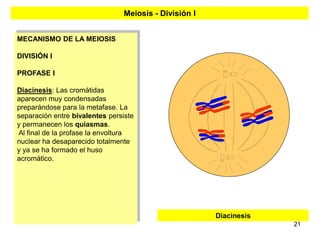 Meiosis - División I


MECANISMO DE LA MEIOSIS

DIVISIÓN I

PROFASE I

Diacinesis: Las cromátidas
aparecen muy condensadas
preparándose para la metafase. La
separación entre bivalentes persiste
y permanecen los quiasmas.
Al final de la profase la envoltura
nuclear ha desaparecido totalmente
y ya se ha formado el huso
acromático.




                                                       Diacinesis
                                                                    21
 