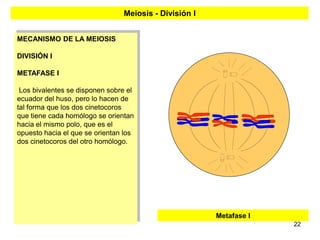 Meiosis - División I


MECANISMO DE LA MEIOSIS

DIVISIÓN I

METAFASE I

 Los bivalentes se disponen sobre el
ecuador del huso, pero lo hacen de
tal forma que los dos cinetocoros
que tiene cada homólogo se orientan
hacia el mismo polo, que es el
opuesto hacia el que se orientan los
dos cinetocoros del otro homólogo.




                                                       Metafase I
                                                                    22
 