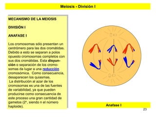 Meiosis - División I


MECANISMO DE LA MEIOSIS

DIVISIÓN I

ANAFASE I

Los cromosomas sólo presentan un
centrómero para las dos cromátidas.
Debido a esto se separan a polos
opuesto cromosomas completos con
sus dos cromátidas. Esta disyun-
ción o separación de los cromo-
somas da lugar a una reducción
cromosómica. Como consecuencia,
desaparecen los quiasmas.
 La distribución al azar de los
cromosomas es una de las fuentes
de variabilidad, ya que pueden
producirse como consecuencia de
este proceso una gran cantidad de
gametos (2n, siendo n el número
haploide).                                             Anafase I
                                                                   23
 