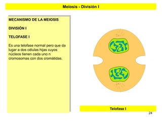 Meiosis - División I


MECANISMO DE LA MEIOSIS

DIVISIÓN I

TELOFASE I

Es una telofase normal pero que da
lugar a dos células hijas cuyos
núcleos tienen cada uno n
cromosomas con dos cromátidas.




                                                       Telofase I
                                                                    24
 