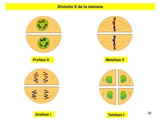 División II de la meiosis




Profase II                               Metafase II




                                                       26
 Anafase I                                Telofase I
 
