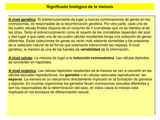 Significado biológico de la meiosis


A nivel genético. El sobrecruzamiento da lugar a nuevas combinaciones de genes en los
cromosomas, es responsable de la recombinación genética. Por otra parte, cada una de
las cuatro células finales dispone de un conjunto de n cromátidas que no es idéntico al de
las otras. Tanto el sobrecruzamiento como el reparto de las cromátidas dependen del azar
y dan lugar a que cada una de las cuatro células resultantes tenga una colección de genes
diferentes. Estas colecciones de genes se verán más adelante sometidas a las presiones
de la selección natural de tal forma que solamente sobrevivirán las mejores. A nivel
genético, la meiosis es una de las fuentes de variabilidad de la información.

A nivel celular. La meiosis da lugar a la reducción cromosómica. Las células diploides
se convierten en haploides.

A nivel orgánico. Las células haploides resultantes de la meiosis se van a convertir en las
células sexuales reproductoras: los gametos o en células asexuales reproductoras: las
esporas. La meiosis es un mecanismo directamente implicado en la formación de gametos
y esporas. En muchos organismos los gametos llevan cromosomas sexuales diferentes y
son los responsables de la determinación del sexo, en estos casos la meiosis está
implicada en los procesos de diferenciación sexual.




                                                                                       27
 