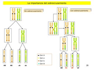 La importancia del sobrecruzamiento


               Sin sobrecruzamiento                        Con sobrecruzamiento




                                 Gen A
                                 Gen a
                                 Gen b
                                 Gen B
AB   AB   ab   ab                                                            28
                                                 AB   Ab   aB     ab
 