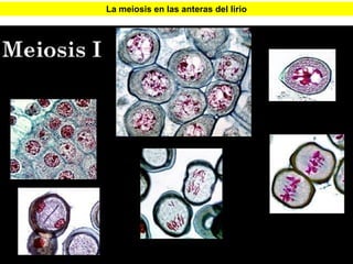 La meiosis en las anteras del lirio




                                      31
 