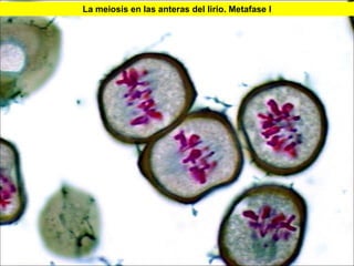 La meiosis en las anteras del lirio. Metafase I




                                                  35
 