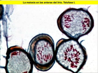 La meiosis en las anteras del lirio. Telofase I.




                                                   37
 