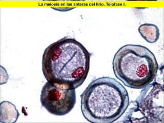 La meiosis en las anteras del lirio. Telofase I.




                                                   38
 