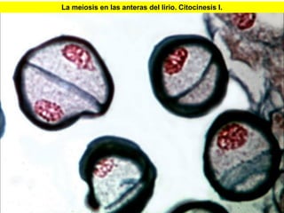 La meiosis en las anteras del lirio. Citocinesis I.




                                                      39
 