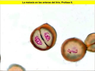 La meiosis en las anteras del lirio. Profase II.




                                                   41
 