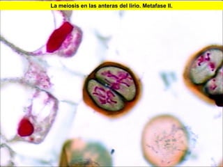 La meiosis en las anteras del lirio. Metafase II.




                                                    42
 