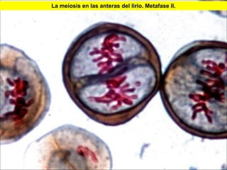 La meiosis en las anteras del lirio. Metafase II.




                                                    43
 