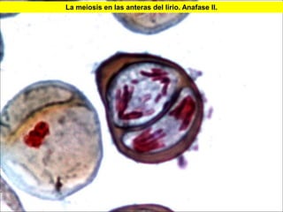 La meiosis en las anteras del lirio. Anafase II.




                                                   44
 