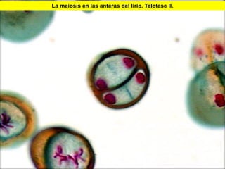 La meiosis en las anteras del lirio. Telofase II.




                                                    45
 