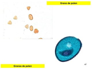 Grano de polen




                                   47
Granos de polen
 