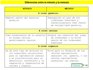 Diferencias entre la mitosis y la meiosis

              MITOSIS                               MEIOSIS

                           A nivel genético

Reparto exacto del material         Segregación al azar de los
   genético                            cromosomas homólogos y
                                       sobrecruzamiento como fuente
                                       de variabilidad genética.

                            A nivel celular

Como consecuencia de lo anterior    Produce una reducción del juego
   se forman células                   de cromosomas a la mitad
   genéticamente iguales.              exacta de los cromosomas
                                       homólogos
                           A nivel orgánico

Se da este tipo de división en      Sirve para la formación de las
   los organismos unicelulares         células reproductoras
   para su reproducción asexual        sexuales: los gametos, o las
   y en pluricelulares para su         células reproductoras
   desarrollo, crecimiento y la        asexuales: las esporas.
   reparación y regeneración de
   tejidos y órganos.                                      Diferencias   48
 