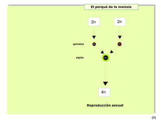 El porqué de la meiosis



             I
            2n            I
                          2n




gametos      2n            2n




 zigoto            4n




                   I
                  4n


          Reproducción sexual

                                      6
                                          (1)
 