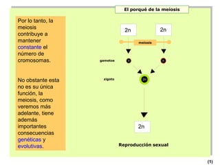 El porqué de la meiosis

Por lo tanto, la
meiosis                         I             I
                                              2n
                               2n
contribuye a
mantener                            meiosis
constante el
número de
cromosomas.        gametos      n             n




                    zigoto
No obstante esta                      2n

no es su única
función, la
meiosis, como
veremos más
adelante, tiene
además
importantes                          I
                                    2n
consecuencias
genéticas y
evolutivas.                  Reproducción sexual

                                                         7
                                                             (1)
 