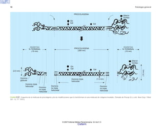 10 Patología general
FIGURA 2-2. Esquema de la molécula de procolágena y de las modificaciones que la transforman en una molécula de colágena insoluble. (Tomado de Procop DJ y cols. New Eng J. Med.
301: 13, 77, 1979.)
PROCOLÁGENA
Glc
Gal Gal
(Man)n
GlcNac
(Man)n
GlcNac
(10
nm)
(2.0 nm)
Dominio
globular
Dominio triple
helicoidal
Dominio
no triple
helicoidal
Glc
Gal Gal
Dominio triple
helicoidal
Dominio
no triple
helicoidal
Dominio
no triple
helicoidal
(1.0 nm)
PROPÉPTIDO
N-TERMINAL
(15 nm)
PROCOLÁGENA
(300 nm)
PROPÉPTIDO
N-TERMINAL
(10 nm)
© 2007 Editorial Médica Panamericana, S.A de C.V.
Cisfarm
 