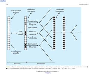 134 Patología general
FIGURA 8-4. Esquema de la iniciación y la promoción, según la hipótesis del “fenómeno infrecuente” y la selección clonal. Aun cuando sólo se incluyen tres tipos de células iniciadas ( ,
y ) es posible que puedan inducirse muchos más por una sola dosis iniciadora de un carcinógeno. (Tomado de Farber E. Am J Pathol 106:271. 1982.)
Carcinógeno
activado
Carcinógeno
activado
Fenómeno
infrecuente
Fenómeno
infrecuente
Recuperación
Diferencial
Prolif. Celular
+
Inhibición
Diferencial
Prolif. Celular
+
Estimulación
Diferencial
Prolif.
Celular
1 2
n
ó
i
c
o
m
o
r
P
n
ó
i
c
a
i
c
i
n
I
© 2007 Editorial Médica Panamericana, S.A de C.V.
Cisfarm
 