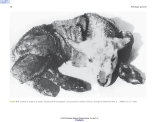 12 Patología general
FIGURA 2-4. Cordero de 10 horas de nacido, afectado por dermatosparaxis, con laceraciones cutáneas extensas. (Tomado de Fjolstad M, Helle O.: J. Pathol 112:183, 1974.)
© 2007 Editorial Médica Panamericana, S.A de C.V.
Cisfarm
 