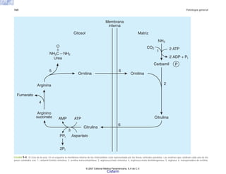 160 Patología general
FIGURA 9-4. El ciclo de la urea. En el esquema la membrana interna de las mitocondrias está representada por las líneas verticales paralelas. Las enzimas que catalizan cada uno de los
pasos señalados son: 1. carbamil fosfato sintetasa; 2, ornitina transcarbamilasa; 3, arginosuccinato sintetasa; 4, arginosuccinato deshidrogenasa; 5, arginasa; 6, transportadora de ornitina.
NH2C NH2
Urea
O
6
5
2
1
Arginina
a
n
i
t
i
n
r
O
a
n
i
t
i
n
r
O
Matriz
Membrana
interna
Citosol
Arginino
succinato AMP
PPI Aspartato
Citrulina
Citrulina
Carbamil
2 ATP
2 ADP + PI
NH3
2PI
ATP
Fumarato
4
6
3
CO2
P
© 2007 Editorial Médica Panamericana, S.A de C.V.
Cisfarm
 