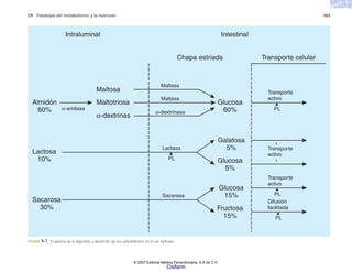 C9 Patología del metabolismo y la nutrición 163
FIGURA 9-7. Esquema de la digestión y absorción de los carbohidratos en el ser humano.
Intraluminal
Almidón
60%
Glucosa
60%
Glucosa
5%
Galatosa
5%
Lactosa
10%
Sacarosa
30%
Maltotriosa
Maltosa
α-dextrinas
α-amilasa
Maltasa
Transporte
activo
Transporte
activo
PL
Maltasa
α-dextrinasa
Intestinal
Transporte celular
Chapa estriada
Lactasa
PL
Transporte
activo
PL
Difusión
facilitada
PL
Fructosa
15%
Glucosa
15%
Sacarasa
© 2007 Editorial Médica Panamericana, S.A de C.V.
Cisfarm
 