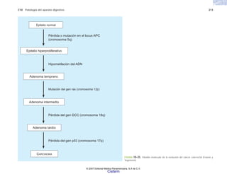 C10 Patología del aparato digestivo 213
FIGURA 10-35. Modelo molecular de la evolución del cáncer colo-rectal (Fearon y
Vogelstein).
Epitelio normal
Pérdida o mutación en el locus APC
(cromosoma 5q)
Hipometilación del ADN
Mutación del gen ras (cromosoma 12p)
Pérdida del gen DCC (cromosoma 18q)
Pérdida del gen p53 (cromosoma 17p)
Adenoma temprano
Epitelio hiperproliferativo
Adenoma intermedio
Adenoma tardío
CARCINOMA
© 2007 Editorial Médica Panamericana, S.A de C.V.
Cisfarm
 