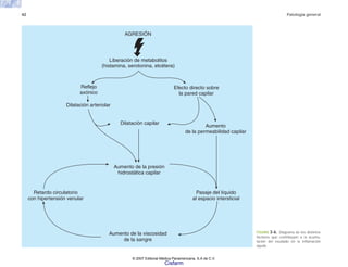 42 Patología general
FIGURA 3-6. Diagrama de los distintos
factores que contribuyen a la acumu-
lación del exudado en la inflamación
aguda.
AGRESIÓN
Liberación de metabolitos
(histamina, serotonina, etcétera)
Reflejo
axónico
Dilatación arteriolar
Dilatación capilar
Efecto directo sobre
la pared capilar
Aumento
de la permeabilidad capilar
Retardo circulatorio
con hipertensión venular
Aumento de la presión
hidrostática capilar
Aumento de la viscosidad
de la sangre
Pasaje del líquido
al espacio intersticial
© 2007 Editorial Médica Panamericana, S.A de C.V.
Cisfarm
 
