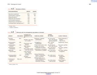 C15 Patología de la piel 501
* Véase la figura 15-8.
TABLA 15-4 Diferencias entre los microorganismos que producen el micetoma*
FRECUENCIA
85%
10%
<5%
<5%
<5%
<5%
Muy raro
FORMA DEL GRANO
Reniforme, redondo,
polilobulado
Cartográfico o
polilobulado
Fragmentado (plato roto)
Ovalado con estrías,
(rebanada de patata)
Filamentosa o vesiculosa,
concéntricos y radiales
Interior filamentoso,
hialino o vesiculoso,
oval o curvilíneo
Multilobulados en el
centro, filamentosos,
microsifonados y
elementos cocoides
CLAVAS Y PERFILES
Clavas pequeñas y
anchas
10x2 micras
Seudoclavas, flecos
Sin clavas, perfiles
lisos
Sin clavas, perfiles
lisos
Sin clavas, perfiles
irregulares
Sin clavas,
desflecado,
perfiles
irregulares
Clavas largas y
delgadas
TAMAÑO
DEL GRANO
20 a 40 micras
(20 a 150 micras)
granos pequeños
500 > micras
a 3 mm
50 a 80 micras
(30 a 400 micras)
80 a 120 micras
(200 micras)
60 a 120 micras
(>500 micras)
80 a 200 micras
(> 500 micras)
30 a 100 micras
(>500 micras)
COLOR DE LOS
FILAMENTOS CON
HE
Anfófilo, azul claro
en el centro
Filamentos color
púrpura
Rojo violáceo
intenso
Rosa pálido, borde
rosa más intenso
Café marrón al
rosa, violeta
o negro en la
periferia
Rosados
(eosinófilos)
HONGOS
Nocardia
brasiliensis
Actinomadura
madurae
Actinomadura
pelletieri
Streptomyces
somaliensis
Madurella
mycetomatis
Scedosporidium
apiospermum
Actinomyces
israelii o
bovis
MICROORGANISMOS MÉXICO MUNDO
Nocardia brasiliensis* 85% 32%
Actinomadura madurae* 10% 8%
Madurella grisea** <5% —
Madurella mycetomatis** <5% 19%
Actinomadura pelletieri* <5% 9%
Streptomyces somaliensis** <5% 7%
Scedosporidium apiospermum** <5% 3%
* Hongos falsos.
** Hongos verdaderos.
TABLA 15-3 Micetomas en México
© 2007 Editorial Médica Panamericana, S.A de C.V.
Cisfarm
 