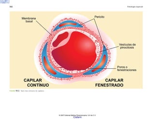 582 Patología especial
FIGURA 18-2. Tipos más comunes de capilares.
© 2007 Editorial Médica Panamericana, S.A de C.V.
Cisfarm
 