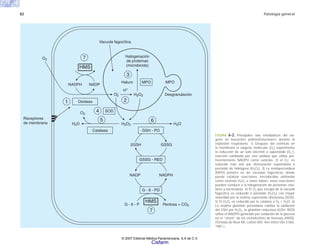82 Patología general
Vacuola fagocítica
Haluro MPO
Halogenación
de proteínas
(microbicida)
NADPH
Receptores
de membrana
O2
H+
O2
H2 H
O 2O
H2O2
NADP
2GSH GSSG
NADPH
NADP
Oxidasa
SOD
MPO
Catalasa GSH - PO
GSSG - RED
HMS
G - 6 - PD
G - 6 - P Pentosa + CO2
HMS
7
1
4
2
3
5 6
7
O2 H2O2 Desgranulación
FIGURA 6-2. Principales vías metabólicas del oxí-
geno en leucocitos polimorfonucleares durante la
explosión respiratoria. 1) Después del estímulo en
la membrana el oxígeno molecular (O2) experimenta
la reducción de un solo electrón a superóxido (O2
−),
reacción catalizada por una oxidasa que utiliza pre-
ferentemente NADPH como sustrato. 2) el O2
− es
reducido más aún por dismutación espontánea a
peróxido de hidrógeno (H2O2). 3) La mieloperoxidasa
(MPO) penetra en las vacuolas fagocíticas donde
puede catalizar reacciones microbicidas utilizando
como sustrato H2O2 e iones haluro; estas reacciones
pueden conducir a la halogenación de proteínas celu-
lares y bacterianas. 4) El O2 que escapa de la vacuola
fagocítica es reducido a peróxido (H2O2) con mayor
velocidad por la enzima superóxido dismutasa (SOD).
5) El H2O2 es reducido por la catalasa a O2 + H2O. 6)
La enzima glutatión peroxidasa cataliza la oxidación
del GSH por H2O2; la glutatión reductasa (GSH- RED)
utiliza el NADPH generado por oxidación de la glucosa
en el “shunt” de los monofosfato de hexosas (HMS).
(Tomado de Root RK, Cohen MS. Rev Infect Dis 3:565.
1981.)
© 2007 Editorial Médica Panamericana, S.A de C.V.
Cisfarm
 