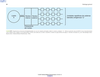84 Patología general
FIGURA 6-4. Esquema de la estructura del lipopolisacárido con sus tres regiones principales: lípido A, núcleos y antígeno “O”. Nótese la posición clave del KDO (2-ceto-3-desoxioctonato)
como eslabón entre el lípido A y los polisacáridos. El KDO está unido por un enlace cetoácido a residuos de glucosamina del lípido A. (Tomado de Braude Al y cols. Microbiología clínica.
Buenos Aires. Editorial Médica Panamericana. 1984.)
KDO
Lípido
A
Núcleo
interior
Núcleo
exterior
Polisacárido
del núcleo
Unidades repetitivas de cadenas
laterales antigénicas “()”
© 2007 Editorial Médica Panamericana, S.A de C.V.
Cisfarm
 