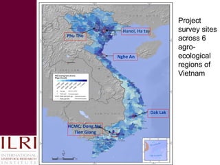 Smallholder competitiveness: Insights from pig production systems in Vietnam