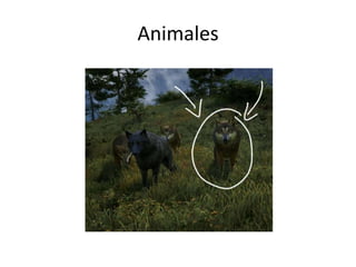 Animales
 