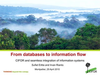 From databases to information flow
            CIFOR and seamless integration of information systems
                             Sufiet Erlita and Irvan Rianto
                               Montpellier, 29 April 2010
THINKING beyond the canopy
 