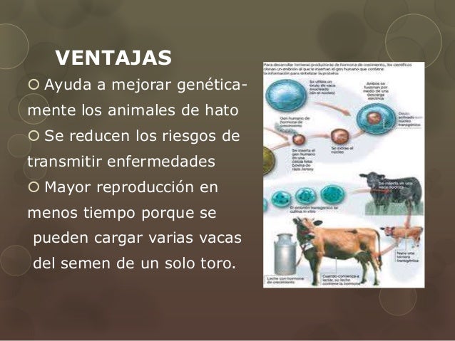 Inseminación Artificial In Vitro en Bovinos