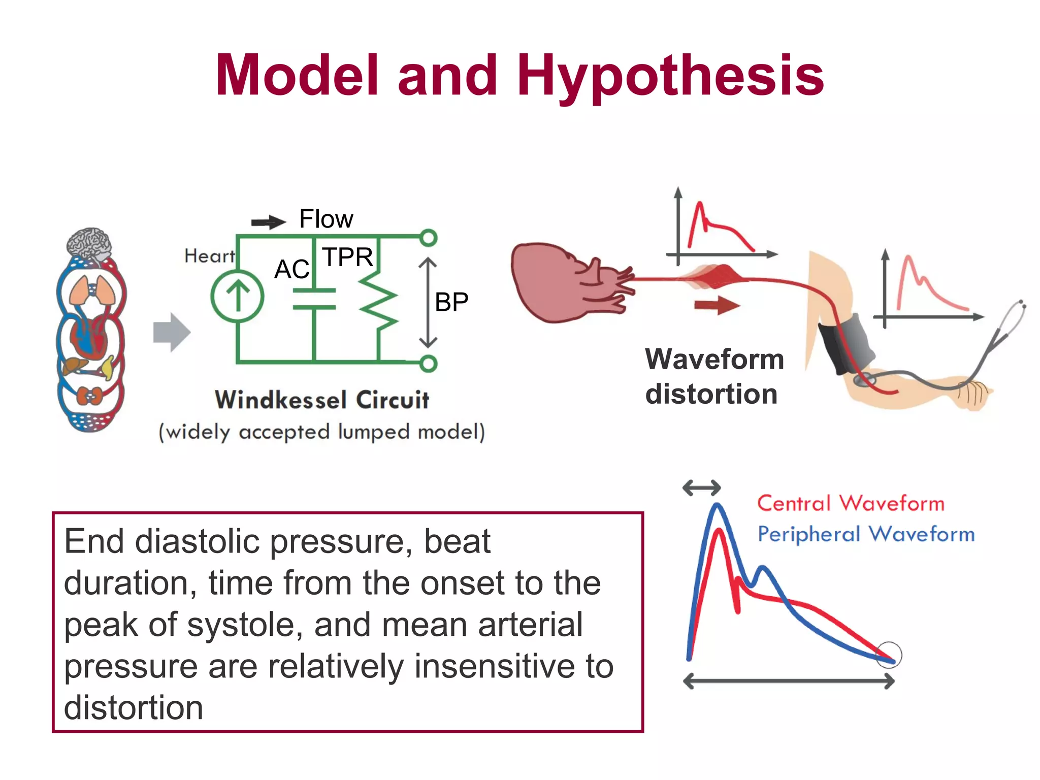 Model and Hypothesis End diastolic pressure, beat duration, time from the onset to the peak of systole, and mean arterial pressure are relatively insensitive to distortion TPR AC Flow BP Waveform distortion