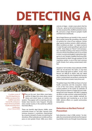 DETECTING A                                                      colonies of algae—simple ocean plants that live
                                                                                      in the sea—grow out of control and produce tox-
                                                                                      ins that can poison fish, shellfish and other marine
                                                                                      life, and pose a major threat to people’s health
                                                                                      and fishermen’s livelihoods.

                                                                                      Not all algal blooms are harmful. In fact, most of
                                                                                      them sustain marine life, providing a vital source
                                                                                      of nutrients for a host of sea creatures. Certain
                                                                                      algal species produce poisons called saxitoxins.
                                                                                      When conditions are ideal – i.e., higher nutrients
                                                                                      in water through coastal upwelling or agricultural
                                                                                      runoffs - these algae can “bloom” and overpopu-
                                                                                      late, inevitably resulting in the release of massive
                                                                                      amounts of toxin that kill fish and can accumulate
                                                                                      in clams, mussels and shellfish, making them dan-
                                                                                      gerous to eat. Paralytic Shellfish Poisoning (PSP),
                                                                                      characterized by death through paralysis of the
                                                                                      respiratory system, is one of the most common
                                                                                      health threats from eating contaminated shell-
                                                                                      fish.

                                                                                      Despite its ‘red’ moniker, many outbreaks of HABs
                                                                                      often do not discolour the water, or may have
                                                                                      other colours like green or yellow. In fact, most
                                                                                      blooms are difficult to detect with the naked
                                                                                      eye. Undetected, the risk of spoiled fish harvests
                                                                                      and/or contaminated sea products entering the
                                                                                      human food chain increases many times over.

                                                                                      The global impact that HABs can have on human
                                                                                      health, economies and the ecosystem, makes
                                                                                      it one of the most serious, naturally occurring
                                                                                      coastal problems in the world. As outbreaks of
                                                                                      these poisonous blooms of algae become wide-
                                                                                      spread and more frequent, the IAEA is stepping


                                T
      A sudden onset of               hey are the seas’ silent killers, toxin-laden   up efforts to help countries understand the phe-
  harmful algal blooms                patches of algae that amass along coastal       nomenon and use more reliable methods for
 (HABs) can poison fish,              shores and wreck havoc on marine eco-           early detection and monitoring so as to limit
     shellfish and other        systems. They appear with no warning and out-         HABs’ adverse effects on coastal communities
 marine life, and pose a        breaks have become more frequent. Virtually           everywhere.
major threat to peopleís        every coastal country in the world has suffered
 health and fishermen’s         from their effects.
             livelihoods.
     (Photo: F. Boisson/IAEA)   These are harmful algal blooms (HABs), more
                                                                                      Detection as the Best Form of
                                commonly known as ‘red tides’ because their           Prevention
                                ominous presence is sometimes characterized
                                by a massive red patch of water encroaching the       Early detection is key in HABs control. For dec-
                                shorelines. Often outbreaks are invisible and thus    ades, the conventional method to test for impend-
                                pose an even greater threat. HABs occur when          ing red tide events was through mouse bioassay.



        38 | IAEA Bulletin 53-1 | September 2011
 