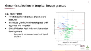 Application of nuclear and genomic technologies for improving livestock productivity in developing world: Challenges and opportunities 