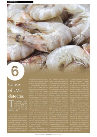 Cause
of EMS
detected
T
he	 pathogen	 which	
causes	early	mortality	
syndrome	 (EMS)	 has	
been	 identified	 by	
researchers	 at	 the	 University	
of	Arizona,	USA.
A	 research	 team	 led	 by	
Donald	Lighter	found	that	EMS,	
or	 more	 technically	 known	 as	
acute	hepatopancreatic	necrosis	
syndrome	 (AHPNS),	 is	 caused	
by	 a	 bacterial	 agent,	 which	 is	
transmitted	orally,	colonizes	the	
shrimp	gastrointestinal	tract	and	
produces	a	toxin	that	causes	tis-
sue	destruction	and	dysfunction	
of	 the	 shrimp	 digestive	 organ	
known	as	the	hepatopancreas.
The	disease	was	first	record-
ed	 in	 China	 in	 2009	 and	 has	
since	spread	to	Vietnam	(2011),	
Thailand	 (2012)	 and	 Malaysia	
(2012).	 EMS	 kills	 shrimp	
between	 10-40	 days	 after	 the	
post-larval	stage	with	mortalities	
of	 up	 to	 70	 percent.	 Shrimp	
that	survive	suffer	from	stunted	
growth	and	tale	twice	as	long	to	
achieve	significant	grow	out.	
The	 economic	 impact	 of	
EMS	 is	 perhaps	 yet	 to	 be	
fully	 felt.	 However,	 the	 dis-
ease	 is	 one	 of	 the	 most	 sig-
nificant	 reasons	 in	 the	 fall	 in	
Thai	 shrimp	 production.	 In	
2010,	 the	 country	 produced	
600,000	 toms	 of	 shrimp	 but	
by	2012,	this	figure	has	fallen	
to	 500,000	 tons,	 a	 drop	 of	
around	18	percent.
Lightner’s	team	identified	the	
EMS	pathogen	as	a	unique	strain	
of	 a	 relatively	 common	 bac-
terium,	 Vibrio parahaemolyticus,	
that	is	infected	by	a	virus	known	
as	 a	 phage,	 which	 causes	 it	 to	
release	 a	 potent	 toxin.	 A	 simi-
lar	 phenomenon	 occurs	 in	 the	
human	disease	cholera,	where	a	
phage	makes	the	Vibrio cholerae	
bacterium	capable	of	producing	
a	toxin	that	causes	cholera’s	life-
threatening	diarrhea.	EMS	how-
ever,	is	not	a	danger	to	people.
Research	 continues	 on	 the	
development	 of	 diagnostic	
tests	for	rapid	detection	of	the	
EMS	 pathogen	 that	 will	 ena-
ble	 improved	 management	 of	
hatcheries	and	ponds,	and	help	
lead	to	a	long-term	solution	for	
the	disease.	It	will	also	enable	a	
better	evaluation	of	risks	associ-
ated	with	importation	of	frozen	
shrimp	or	other	products	from	
countries	affected	by	EMS.
Some	 countries	 have	 imple-
mented	policies	that	restrict	the	
importation	 of	 frozen	 shrimp	
or	 other	 products	 from	 EMS-
affected	 countries.	 Lightner	
said	 frozen	 shrimp	 likely	 pose	
a	 low	 risk	 for	 contamination	
of	 wild	 shrimp	 or	 the	 envi-
ronment	 because	 EMS-infected	
shrimp	 are	 typically	 very	 small	
and	 do	 not	 enter	 international	
commerce.	 Also,	 his	 repeated	
attempts	to	transmit	the	disease	
using	frozen	tissue	were	unsuc-
cessful.
In	an	effort	to	learn	from	past	
epidemics	 and	 improve	 future	
policy,	 the	 World	 Bank	 and	
the	 Responsible	 Aquaculture	
Foundation,	 a	 charitable	 edu-
cation	 and	 training	 organisa-
tion	 founded	 by	 the	 Global	
Aquaculture	 Alliance,	 initiated	
a	case	study	on	EMS	in	Vietnam	
in	 July	 2012.	 Its	 purpose	 was	
to	 investigate	 the	 introduction,	
transmission	 and	 impacts	 of	
EMS,	and	recommend	manage-
ment	 measures	 for	 the	 public	
and	private	sectors.
6
46 | InternatIonal AquAFeed | May-June 2013
EXPERT	T●PIC
 