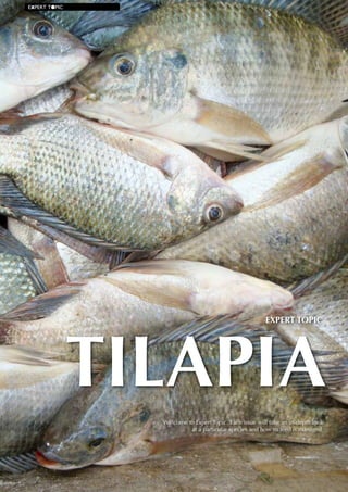 40 | INTERNATIONAL AQUAFEED | July-August 2015
EXPERT T●PIC
Welcome to Expert Topic. Each issue will take an in-depth look
at a particular species and how its feed is managed.
TILAPIA
EXPERT TOPIC
 