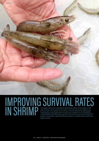 IMPROVINGSURVIVALRATES
INSHRIMP
Two experiments were conducted to illustrate the effects of soy protein in the
diet of shrimp over a period of six weeks. In the first experiment, different soy-
based protein concentrates were screened and compared in an attractability
and palatability trial followed by a growth trial. Inclusion of ten percent these HP
protein concentrates, replacing fishmeal resulted in a slightly slower growth, but
higher survival.
FEATURE
26 | March | April 2016 - International Aquafeed
 