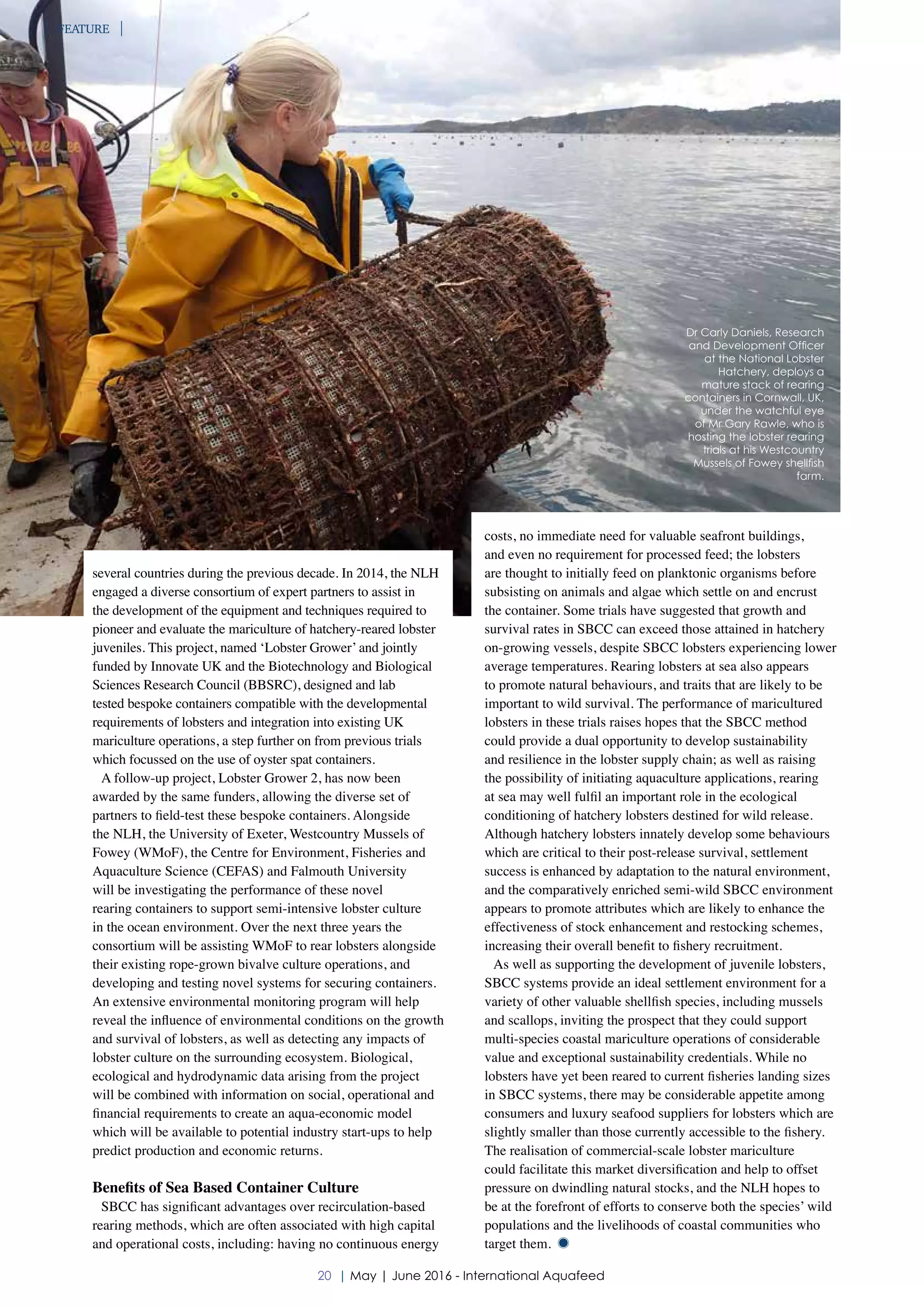Potential for European Lobster Mariculture | PDF