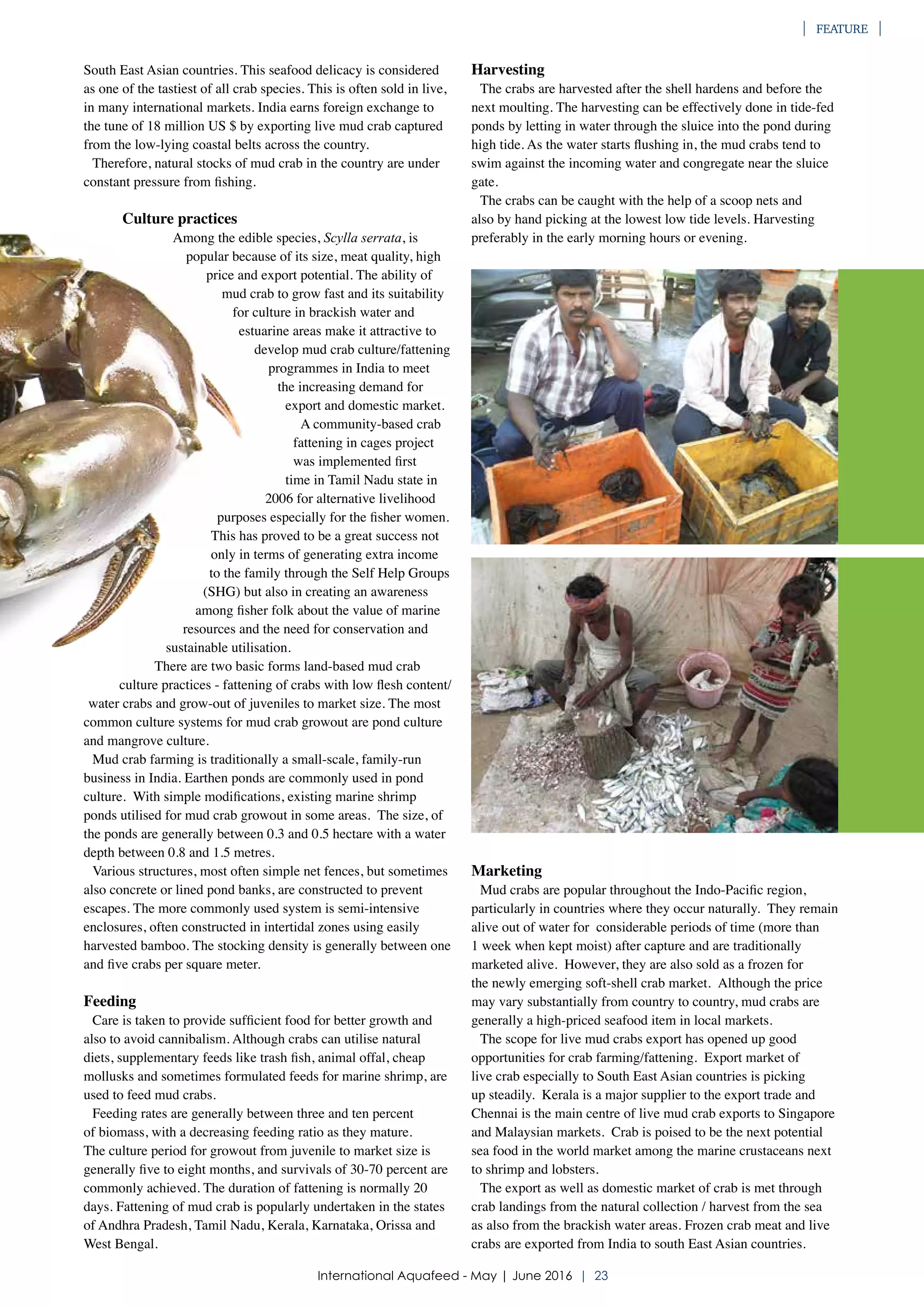 South East Asian countries. This seafood delicacy is considered
as one of the tastiest of all crab species. This is often sold in live,
in many international markets. India earns foreign exchange to
the tune of 18 million US $ by exporting live mud crab captured
from the low-lying coastal belts across the country.
Therefore, natural stocks of mud crab in the country are under
constant pressure from fishing.
Culture practices
Among the edible species, Scylla serrata, is
popular because of its size, meat quality, high
price and export potential. The ability of
mud crab to grow fast and its suitability
for culture in brackish water and
estuarine areas make it attractive to
develop mud crab culture/fattening
programmes in India to meet
the increasing demand for
export and domestic market.
A community-based crab
fattening in cages project
was implemented first
time in Tamil Nadu state in
2006 for alternative livelihood
purposes especially for the fisher women.
This has proved to be a great success not
only in terms of generating extra income
to the family through the Self Help Groups
(SHG) but also in creating an awareness
among fisher folk about the value of marine
resources and the need for conservation and
sustainable utilisation.
There are two basic forms land-based mud crab
culture practices - fattening of crabs with low flesh content/
water crabs and grow-out of juveniles to market size. The most
common culture systems for mud crab growout are pond culture
and mangrove culture.  
Mud crab farming is traditionally a small-scale, family-run
business in India. Earthen ponds are commonly used in pond
culture.  With simple modifications, existing marine shrimp
ponds utilised for mud crab growout in some areas.  The size, of
the ponds are generally between 0.3 and 0.5 hectare with a water
depth between 0.8 and 1.5 metres.
Various structures, most often simple net fences, but sometimes
also concrete or lined pond banks, are constructed to prevent
escapes. The more commonly used system is semi-intensive
enclosures, often constructed in intertidal zones using easily
harvested bamboo. The stocking density is generally between one
and five crabs per square meter.  
Feeding
Care is taken to provide sufficient food for better growth and
also to avoid cannibalism. Although crabs can utilise natural
diets, supplementary feeds like trash fish, animal offal, cheap
mollusks and sometimes formulated feeds for marine shrimp, are
used to feed mud crabs.  
Feeding rates are generally between three and ten percent
of biomass, with a decreasing feeding ratio as they mature.
The culture period for growout from juvenile to market size is
generally five to eight months, and survivals of 30-70 percent are
commonly achieved. The duration of fattening is normally 20
days. Fattening of mud crab is popularly undertaken in the states
of Andhra Pradesh, Tamil Nadu, Kerala, Karnataka, Orissa and
West Bengal.
Harvesting
The crabs are harvested after the shell hardens and before the
next moulting. The harvesting can be effectively done in tide-fed
ponds by letting in water through the sluice into the pond during
high tide. As the water starts flushing in, the mud crabs tend to
swim against the incoming water and congregate near the sluice
gate.
The crabs can be caught with the help of a scoop nets and
also by hand picking at the lowest low tide levels. Harvesting
preferably in the early morning hours or evening.
Marketing
Mud crabs are popular throughout the Indo-Pacific region,
particularly in countries where they occur naturally.  They remain
alive out of water for considerable periods of time (more than
1 week when kept moist) after capture and are traditionally
marketed alive.  However, they are also sold as a frozen for
the newly emerging soft-shell crab market.  Although the price
may vary substantially from country to country, mud crabs are
generally a high-priced seafood item in local markets.  
The scope for live mud crabs export has opened up good
opportunities for crab farming/fattening.  Export market of
live crab especially to South East Asian countries is picking
up steadily.  Kerala is a major supplier to the export trade and
Chennai is the main centre of live mud crab exports to Singapore
and Malaysian markets.  Crab is poised to be the next potential
sea food in the world market among the marine crustaceans next
to shrimp and lobsters.
The export as well as domestic market of crab is met through
crab landings from the natural collection / harvest from the sea
as also from the brackish water areas. Frozen crab meat and live
crabs are exported from India to south East Asian countries.
International Aquafeed - May | June 2016 | 23
FEATURE
 