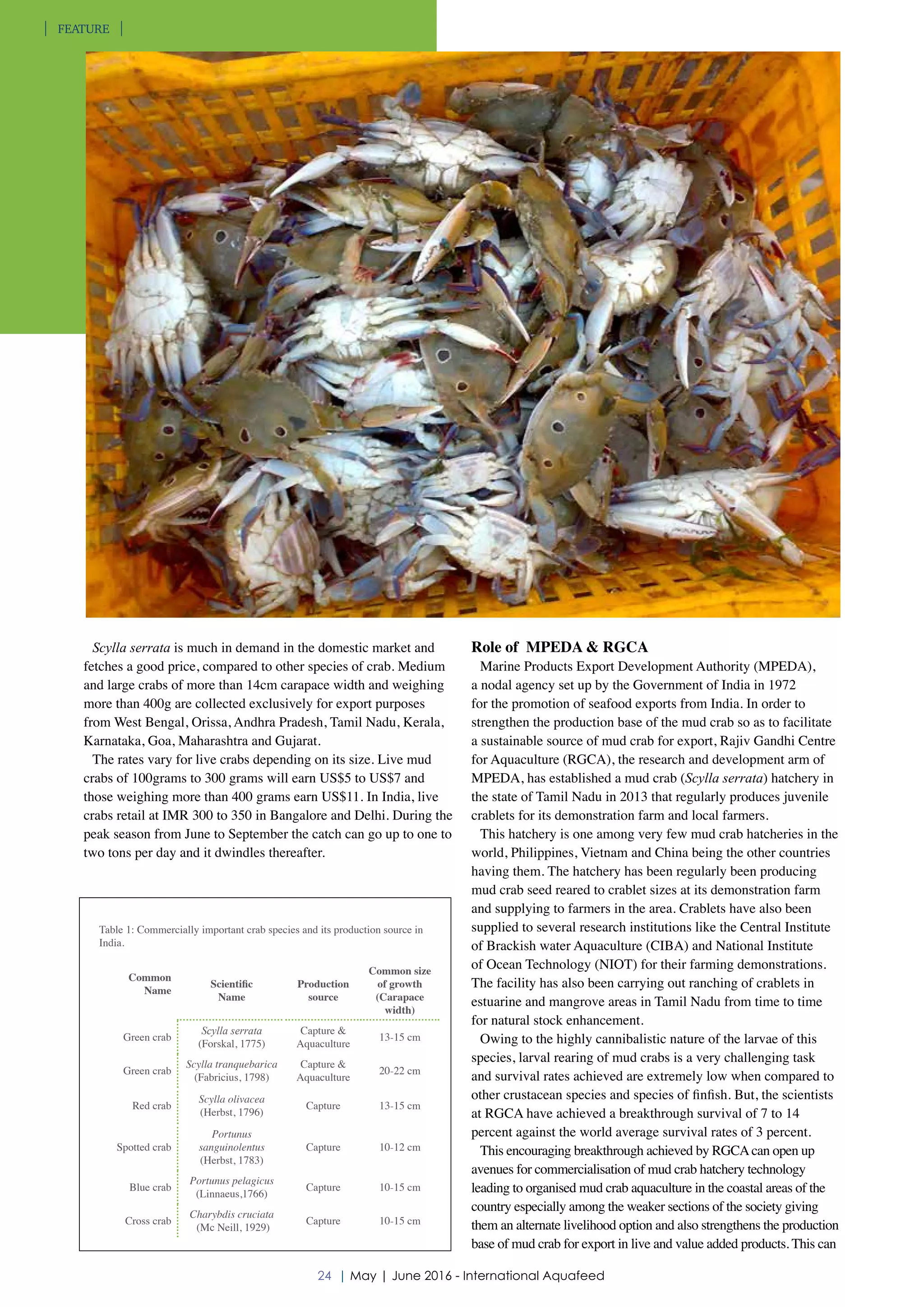 Scylla serrata is much in demand in the domestic market and
fetches a good price, compared to other species of crab. Medium
and large crabs of more than 14cm carapace width and weighing
more than 400g are collected exclusively for export purposes
from West Bengal, Orissa, Andhra Pradesh, Tamil Nadu, Kerala,
Karnataka, Goa, Maharashtra and Gujarat.
The rates vary for live crabs depending on its size. Live mud
crabs of 100grams to 300 grams will earn US$5 to US$7 and
those weighing more than 400 grams earn US$11. In India, live
crabs retail at IMR 300 to 350 in Bangalore and Delhi. During the
peak season from June to September the catch can go up to one to
two tons per day and it dwindles thereafter.
Role of MPEDA & RGCA
Marine Products Export Development Authority (MPEDA),
a nodal agency set up by the Government of India in 1972
for the promotion of seafood exports from India. In order to
strengthen the production base of the mud crab so as to facilitate
a sustainable source of mud crab for export, Rajiv Gandhi Centre
for Aquaculture (RGCA), the research and development arm of
MPEDA, has established a mud crab (Scylla serrata) hatchery in
the state of Tamil Nadu in 2013 that regularly produces juvenile
crablets for its demonstration farm and local farmers.
This hatchery is one among very few mud crab hatcheries in the
world, Philippines, Vietnam and China being the other countries
having them. The hatchery has been regularly been producing
mud crab seed reared to crablet sizes at its demonstration farm
and supplying to farmers in the area. Crablets have also been
supplied to several research institutions like the Central Institute
of Brackish water Aquaculture (CIBA) and National Institute
of Ocean Technology (NIOT) for their farming demonstrations.
The facility has also been carrying out ranching of crablets in
estuarine and mangrove areas in Tamil Nadu from time to time
for natural stock enhancement.
Owing to the highly cannibalistic nature of the larvae of this
species, larval rearing of mud crabs is a very challenging task
and survival rates achieved are extremely low when compared to
other crustacean species and species of finfish. But, the scientists
at RGCA have achieved a breakthrough survival of 7 to 14
percent against the world average survival rates of 3 percent.
This encouraging breakthrough achieved by RGCAcan open up
avenues for commercialisation of mud crab hatchery technology
leading to organised mud crab aquaculture in the coastal areas of the
country especially among the weaker sections of the society giving
them an alternate livelihood option and also strengthens the production
base of mud crab for export in live and value added products. This can
Table 1: Commercially important crab species and its production source in
India.
Common
Name
Scientific
Name
Production
source
Common size
of growth
(Carapace
width)
Green crab
Scylla serrata
(Forskal, 1775)
Capture &
Aquaculture
13-15 cm
Green crab
Scylla tranquebarica
(Fabricius, 1798)
Capture &
Aquaculture
20-22 cm
Red crab
Scylla olivacea
(Herbst, 1796)
Capture 13-15 cm
Spotted crab
Portunus
sanguinolentus
(Herbst, 1783)
Capture 10-12 cm
Blue crab
Portunus pelagicus
(Linnaeus,1766)
Capture 10-15 cm
Cross crab
Charybdis cruciata
(Mc Neill, 1929)
Capture 10-15 cm
24 | May | June 2016 - International Aquafeed
FEATURE
 
