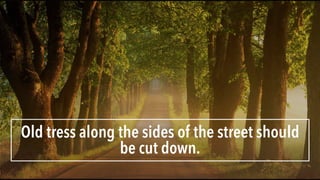 Old tress along the sides of the street should
be cut down.
 
