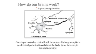 How do our brains work?
 A processing element
Once input exceeds a critical level, the neuron discharges a spike ‐
an electrical pulse that travels from the body, down the axon, to
the next neuron(s)
 