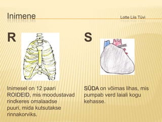 Inimene						Lotte Liis TüviRInimesel on 12 paari ROIDEID, mis moodustavad rindkeres omalaadse puuri, mida kutsutakse rinnakorviks.SSÜDA on võimas lihas, mis pumpab verd laiali kogu kehasse.